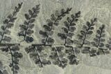 Pennsylvanian Fossil Fern (Sphenopteris) Plate - Kentucky #126222-1